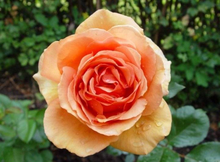 Розы ругоза: лучшие сорта и технология выращивания