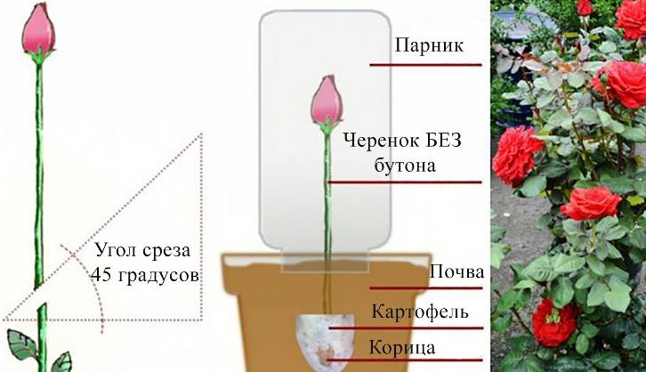 Роза дала росток в вазе: как посадить