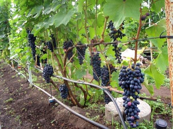 Виноград аттика: описание сорта, фото, отзывы, характеристики кишмиша, технология выращивания