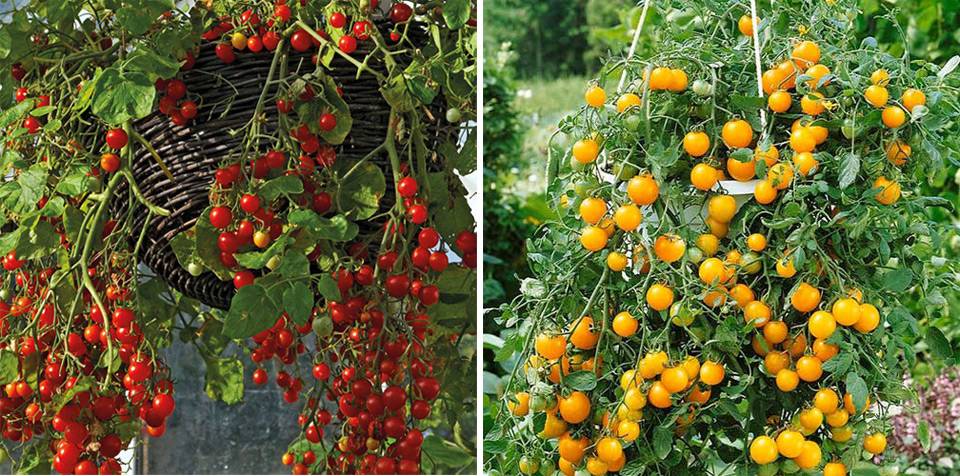 Ампельные помидоры: выращивание