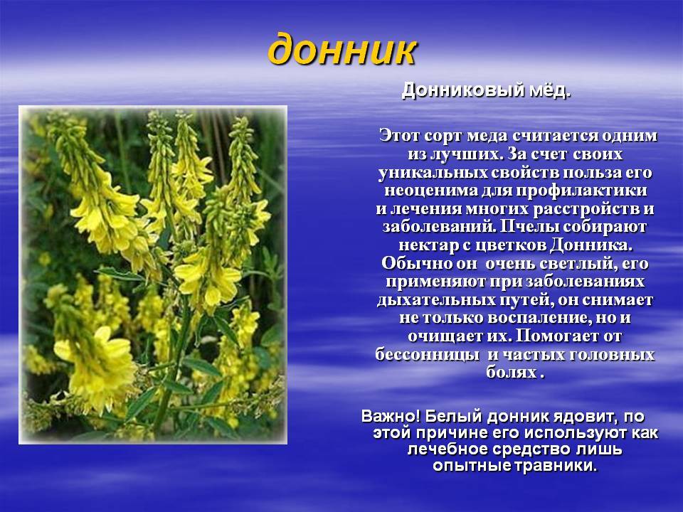 Донник - фото лекарственной травы и лечебные свойства