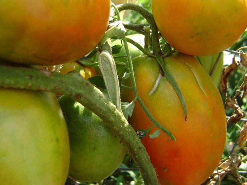 Земляк: описание сорта томата, характеристики помидоров, посев