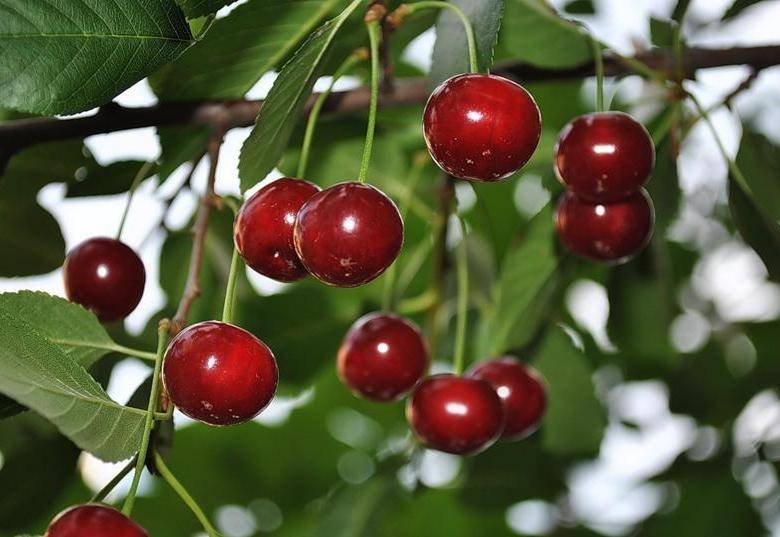 8 лучших сортов вишни для сибири: крупные, сладкие и вкусные