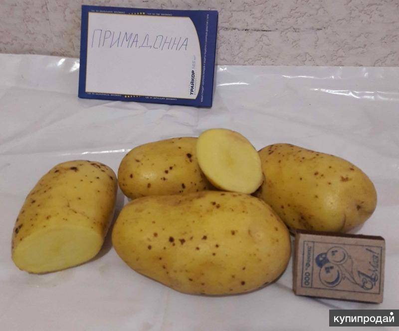 Картофель «родриго»: характеристика сорта, срок созревания и вкусовые качества