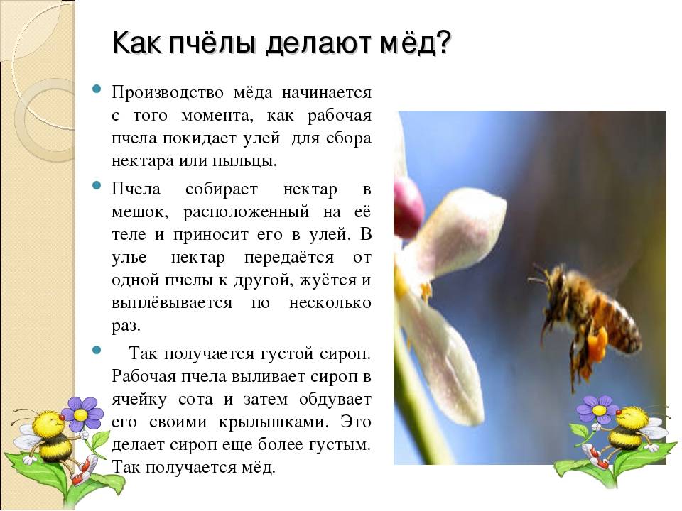 Как пчелы делают мед (описание процесса) видео - медовый сундучок