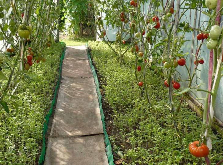 Сидераты для томатов – как на самом деле оздоровить почву и повысить урожайность — agroxxi