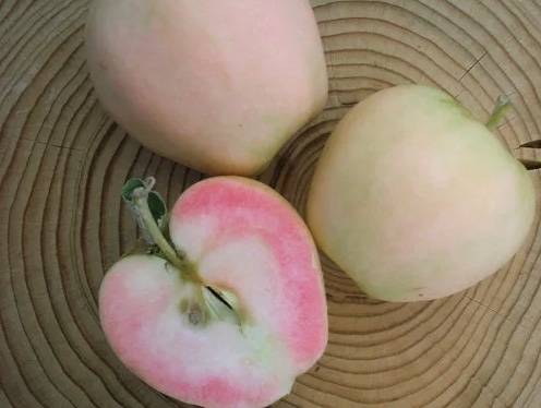 Яблоня розовый жемчуг: описание, фото и отзывы о необычном сорте
