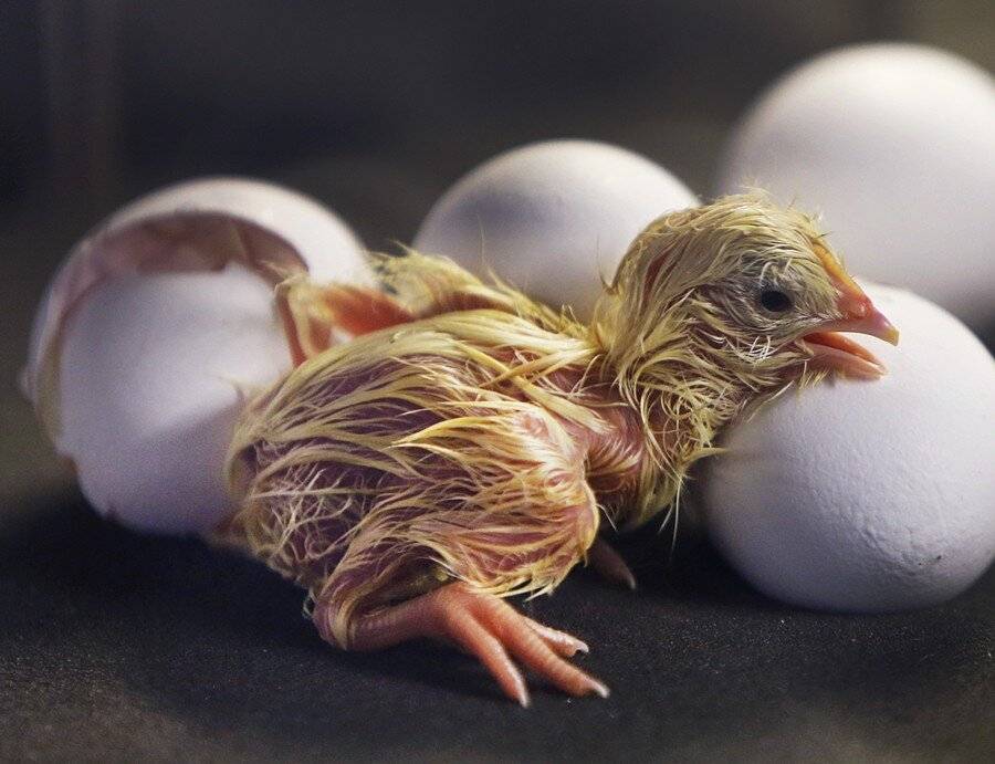 ᐉ можно ли помогать цыплятам вылупляться в инкубаторе: цыпленок вылупился с кишками наружу - zooshop-76.ru