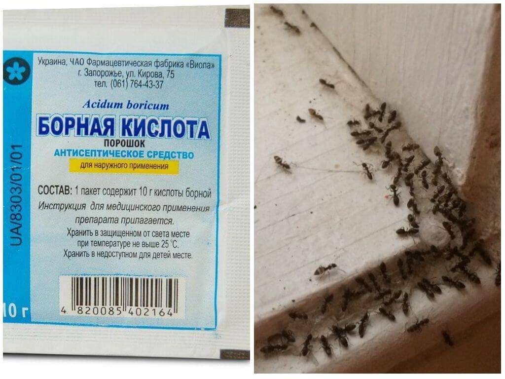 Борная кислота от муравьев в квартире и доме: рецепты, особенности применения