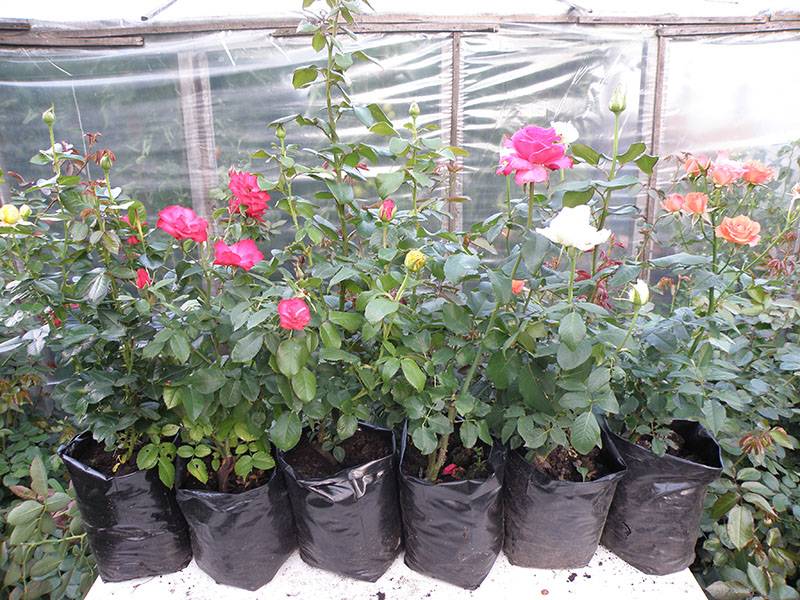 Выращивание роз на продажу (октябрь 2021) — vipidei.com