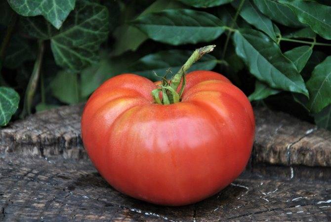 Как получить урожай томатов в июне и самые популярные ранние сорта