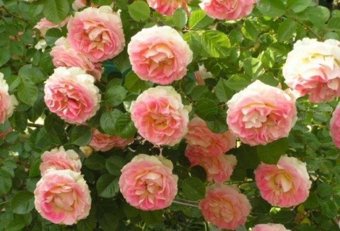 О розе cesar: описание и характеристики