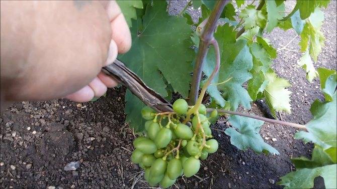 Выращивание винограда - уход, обрезка и размножение винограда своими руками (115 фото + видео)