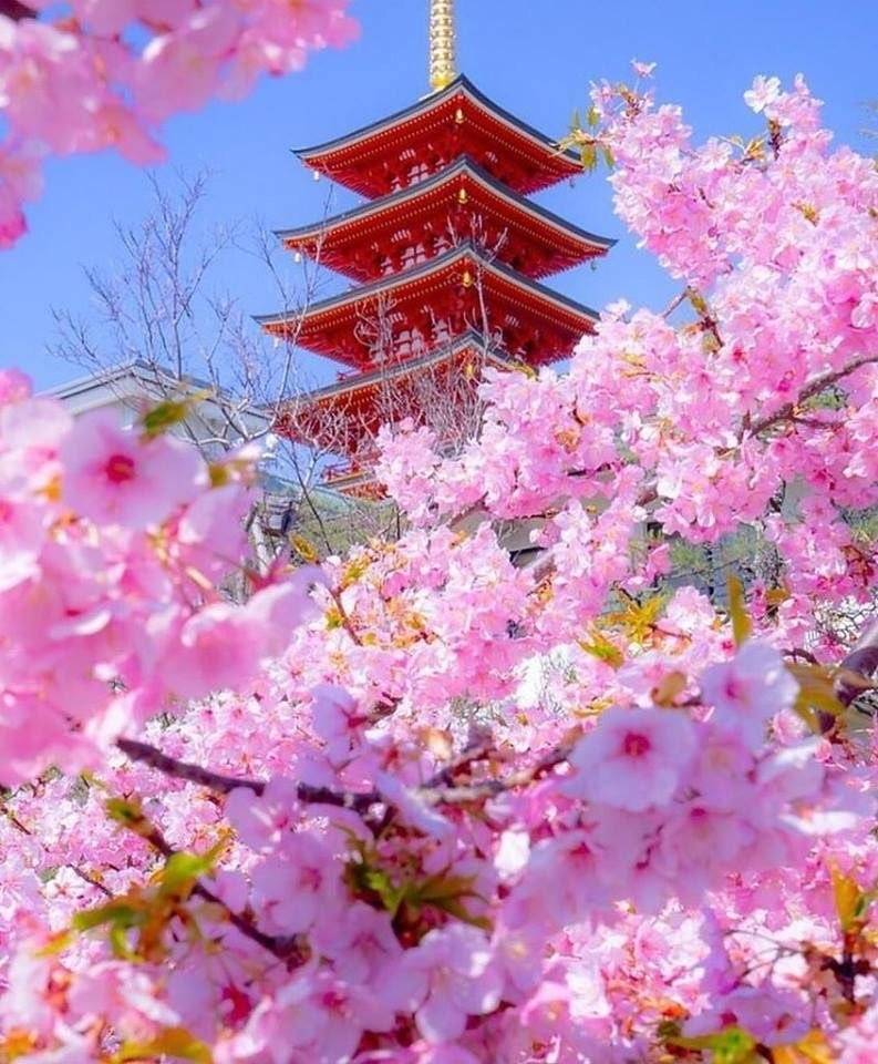 История растений: культ цветов в японии