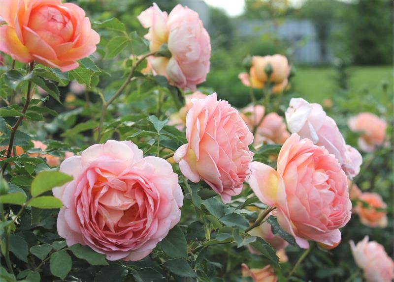 Как вырастить розы в своем саду - краткая энциклопедия (170 фото)