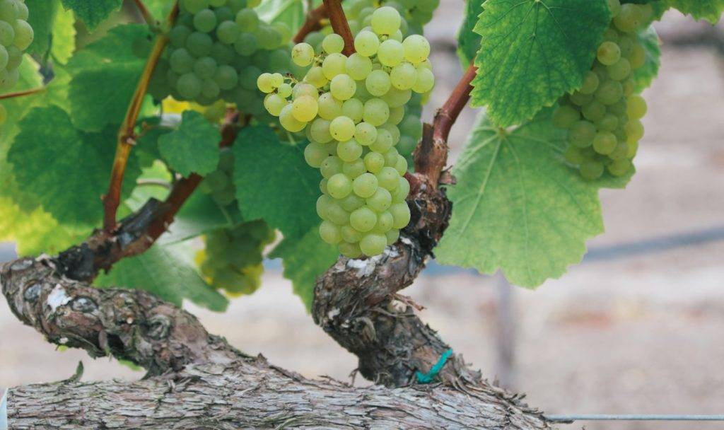 Описание сорта винограда Шардоне: история, характеристики, достоинства и недостатки
