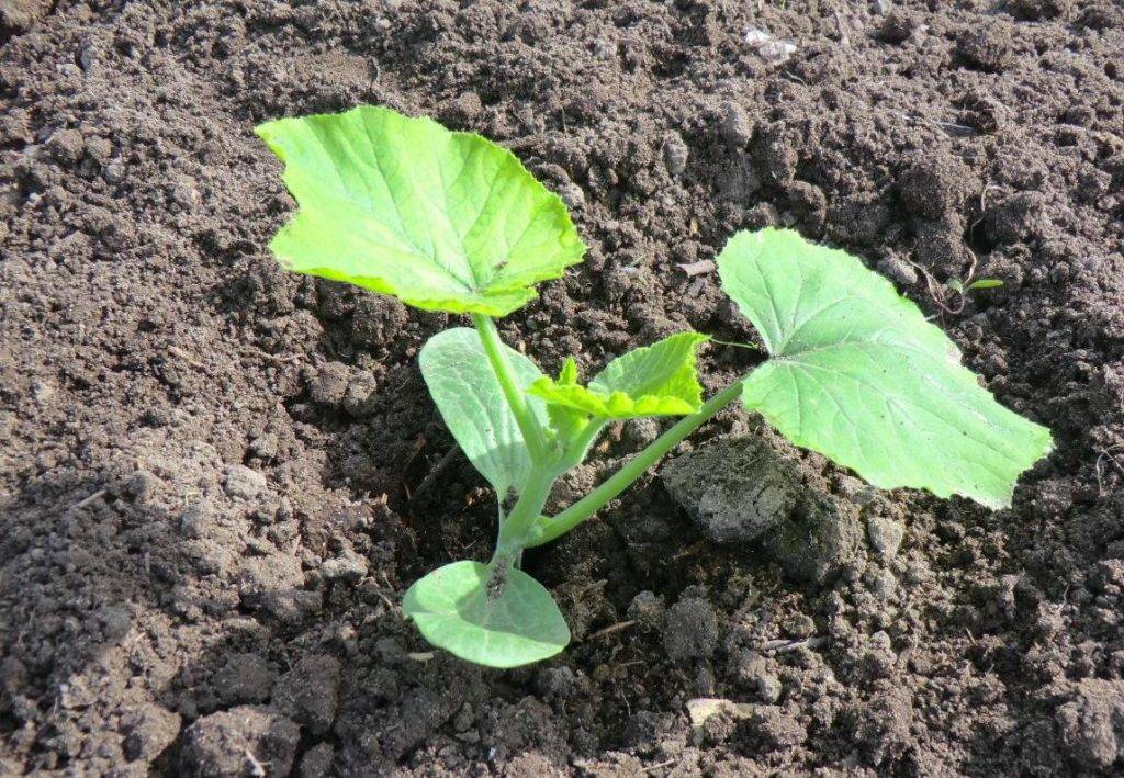Выращивание кабачков и тыквы в открытом грунте от посадки до сбора урожая - выращивание и уход | описание, советы, отзывы, фото и видео