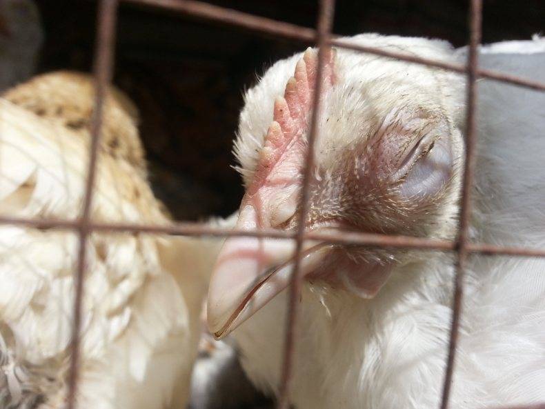 Причины неудачной вакцинации домашней птицы и как их избежать