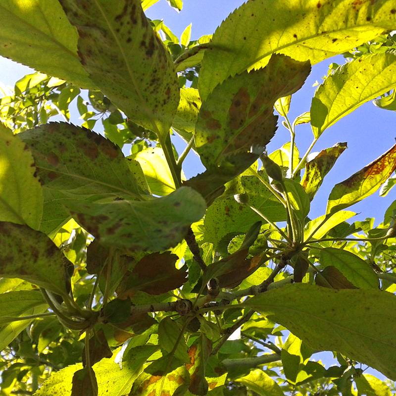 Ржавые пятна на листьях яблони: чем лечить ржавчину и чем обработать дерево