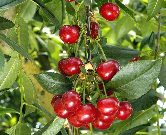 О вишне багряной: описание и характеристики сорта, уход и выращивание