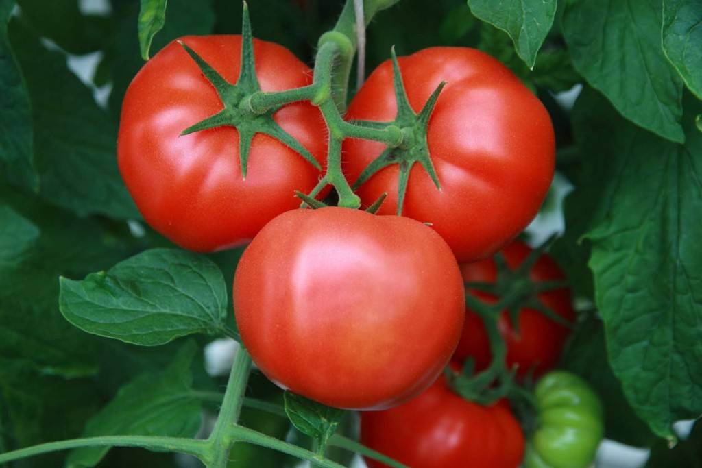 Капитан: описание сорта томата, характеристики помидоров, посев, агротехника
