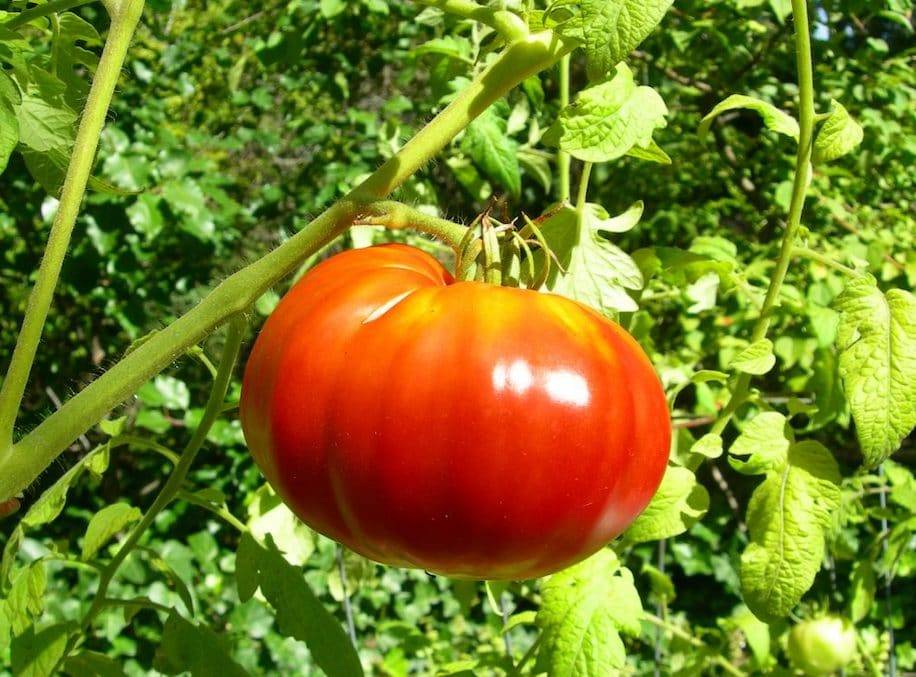 ✅ аурия: описание сорта томата, характеристики помидоров, посев