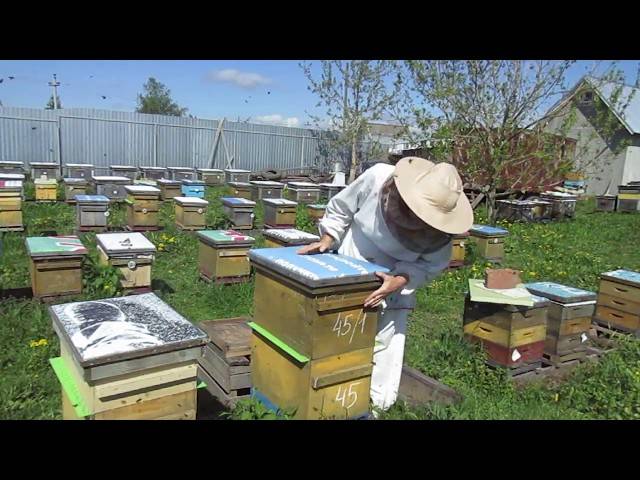 Содержание пчел — пошаговая технология разведения пчел для начинающих на приусадебном участке