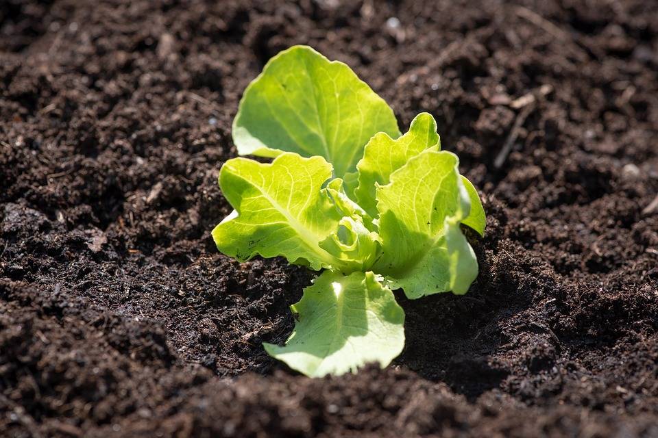 Когда сеять салат: посадка, выращивание и уход