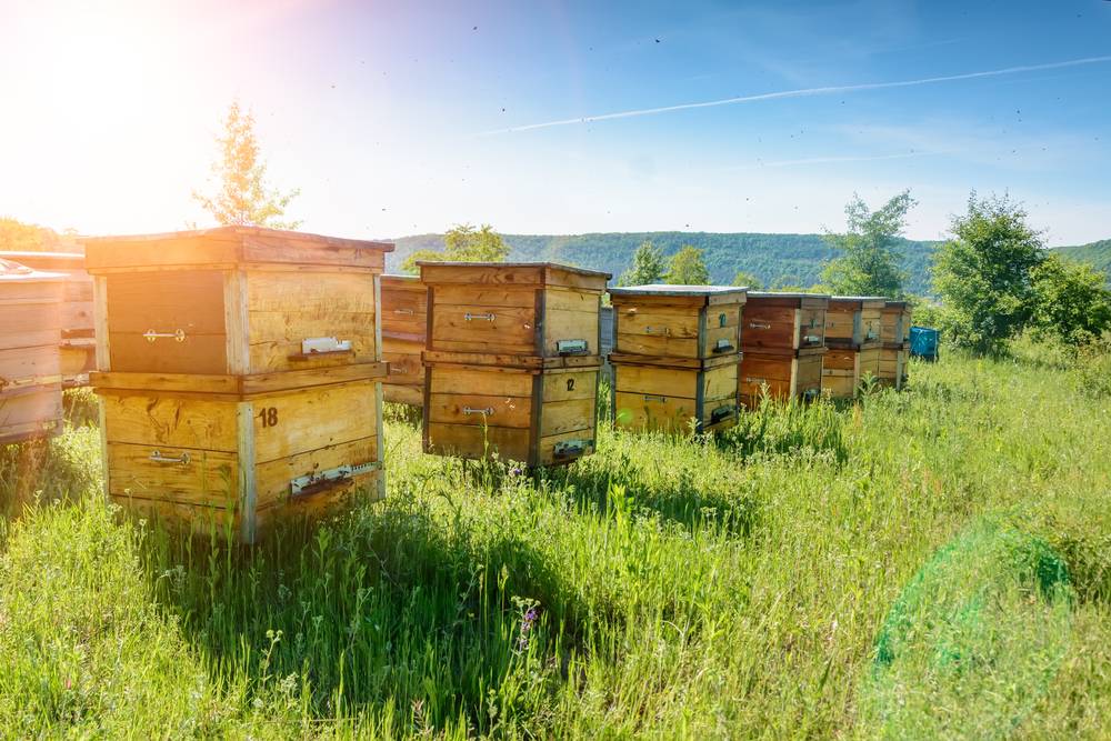Содержание пчел: правила, нормы и способы разведения пчел (инструкция для начинающего пчеловода)