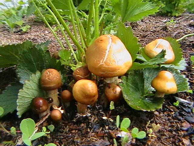 Как вырастить грибы на садовом участке из остатков грибов