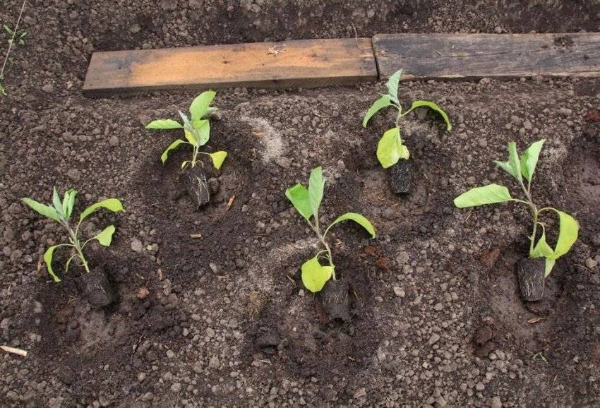 Любительское руководство по выращиванию баклажанов в открытом грунте