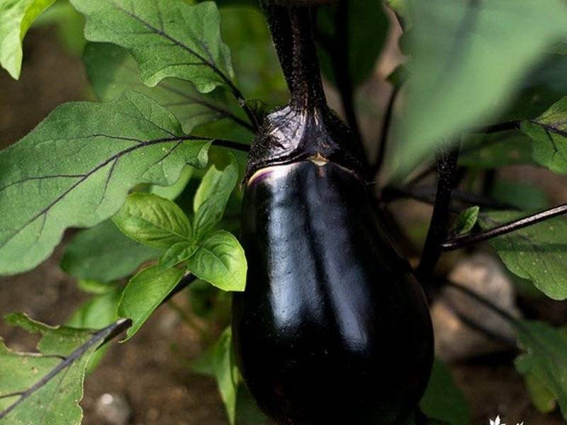 Баклажаны: выращивание и уход в открытом грунте и теплице, посадка на рассаду