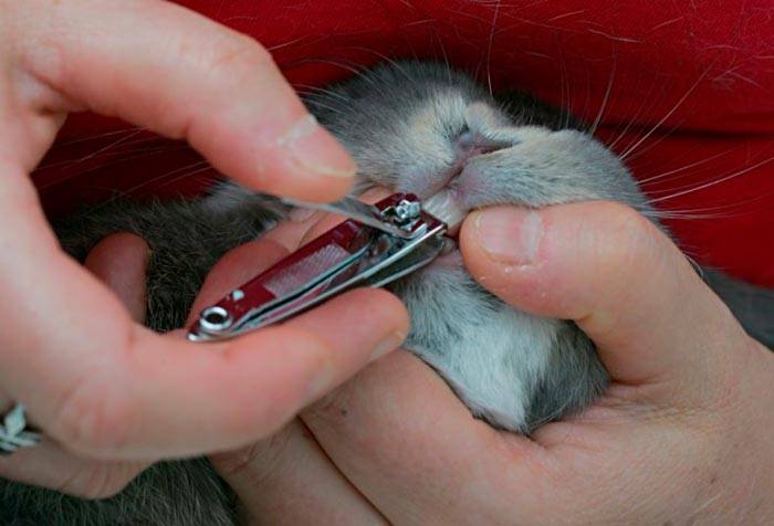 Как кролику подстричь когти: пошаговая инструкция