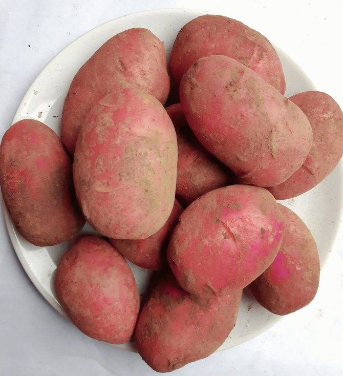 Родриго: описание семенного сорта картофеля, характеристики, агротехника