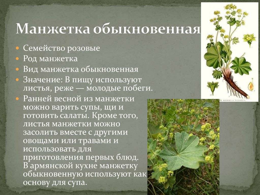 Растение манжетка фото и описание