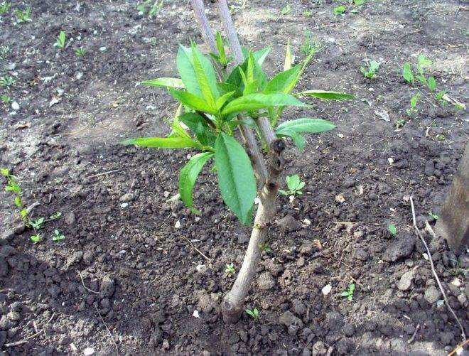 Персик посадка и уход за деревом, выращивание сортов их болезни и удобрения, размножение и фото