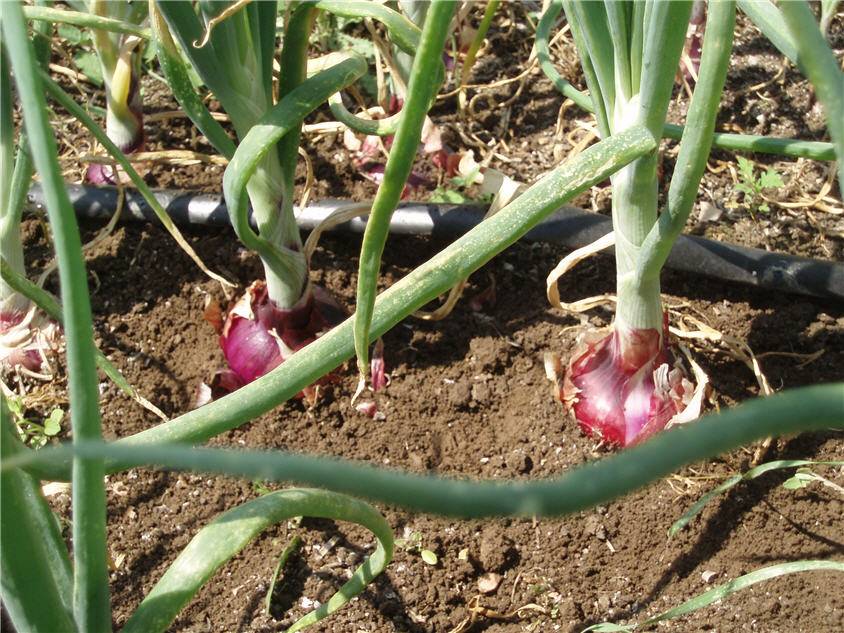 Простые советы как правыльно посадить лук севок — как сажать лук севок 10 советов от бабушки сони — про огород