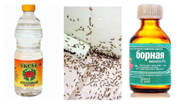 Рецепты отравы для муравьев с борной кислотой: применение в огороде, на даче, дома