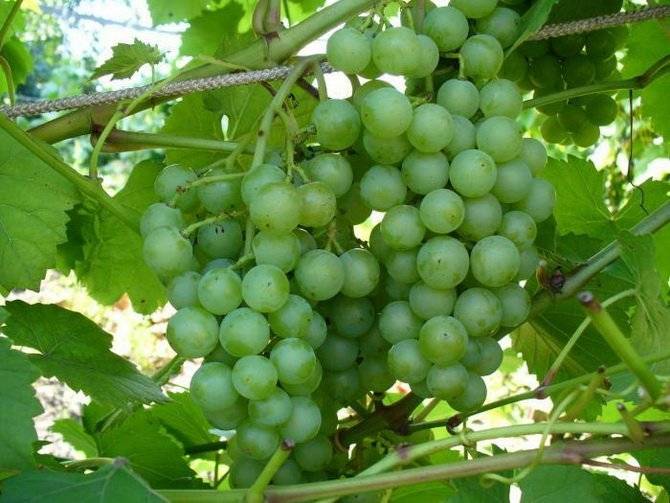 «климат идет на пользу». как в сибири выращивают свой виноград | сельское хозяйство | аиф кузбасс