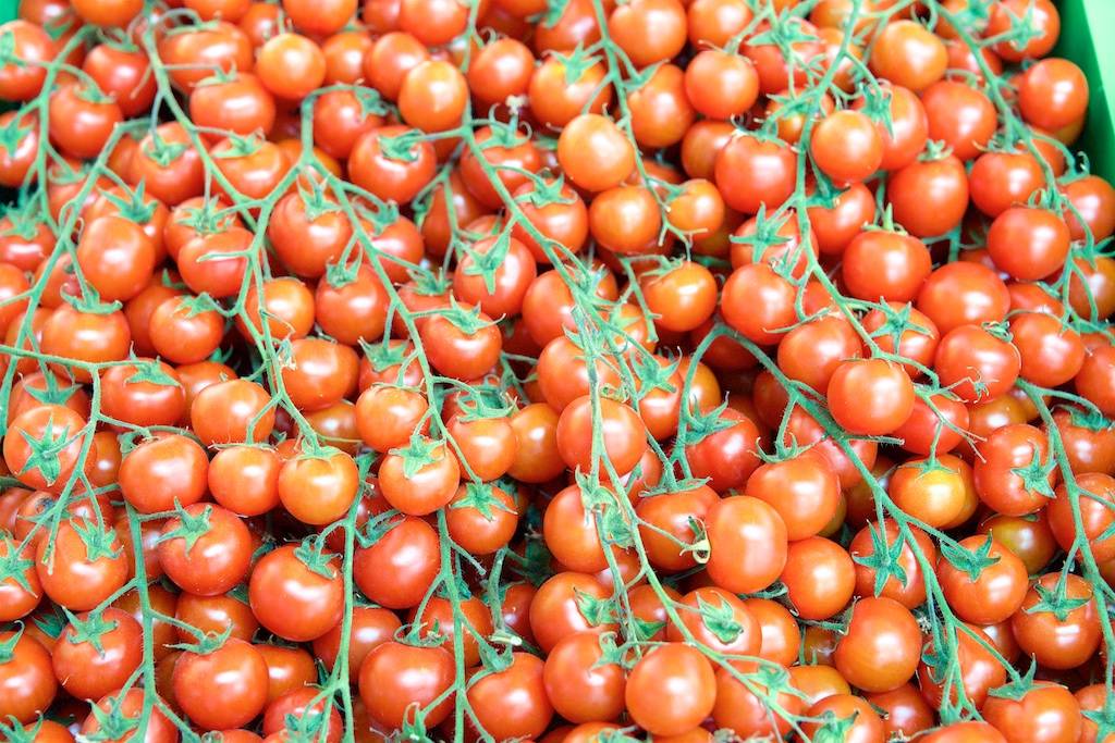 Как получить урожай томатов уже в июне: ранние сорта