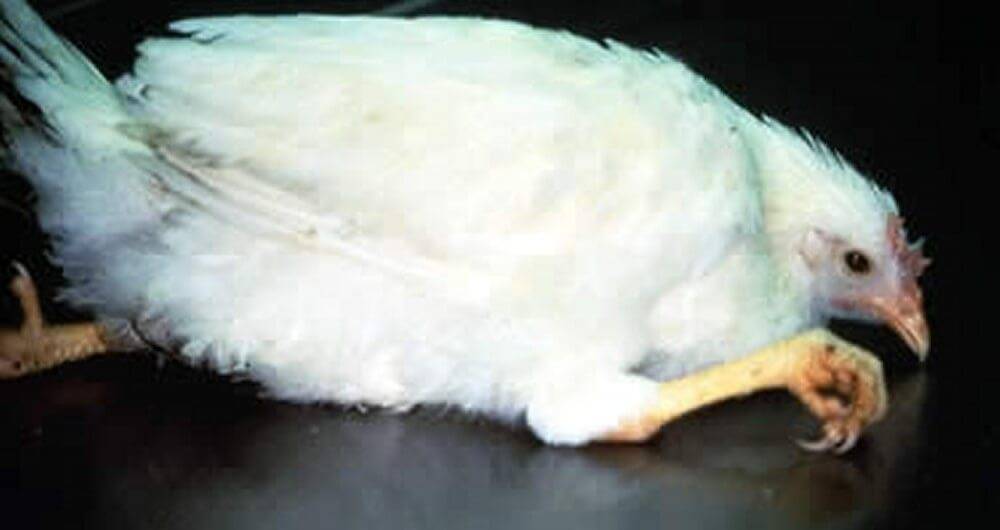 Болезнь марека у птицы – симптомы, схемы лечения и профилактика от nita-farm
