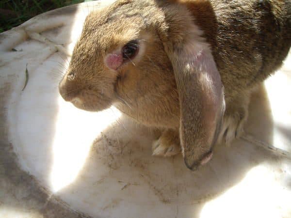 Миксоматоз у кроликов: симптомы, лечение, опасно ли для человека?