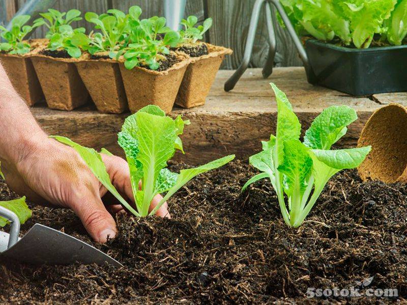 Как правильно посадить салат в открытый грунт