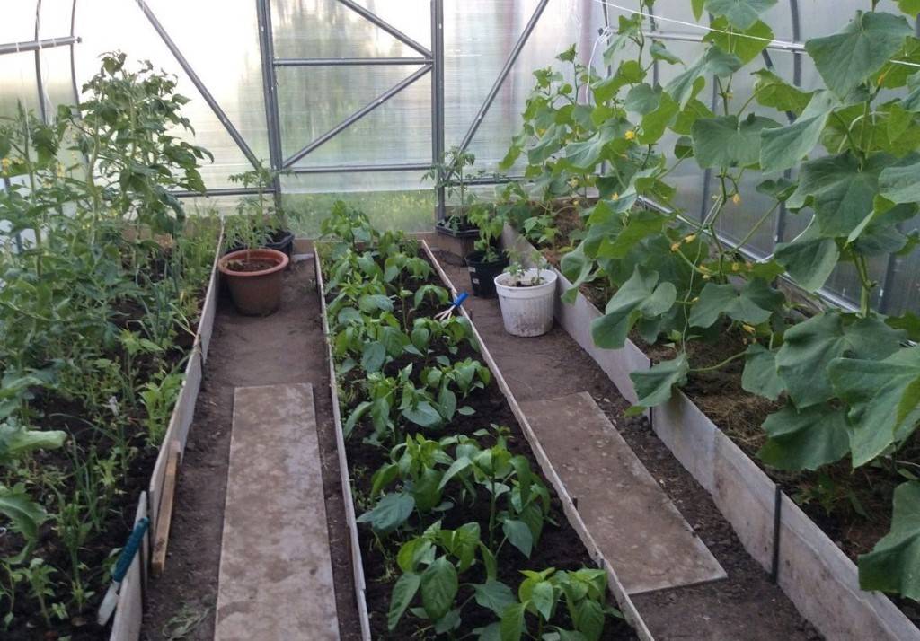 Как вырастить огурцы и помидоры в одной теплице