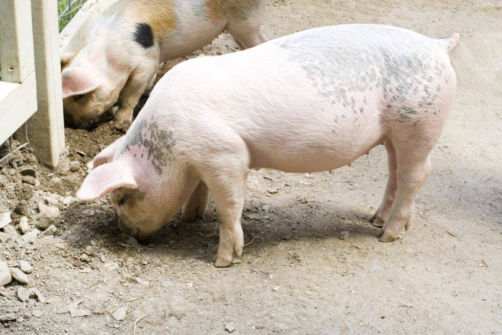 Гранулемы и др. кожные заболевания свиней - болезни свиней