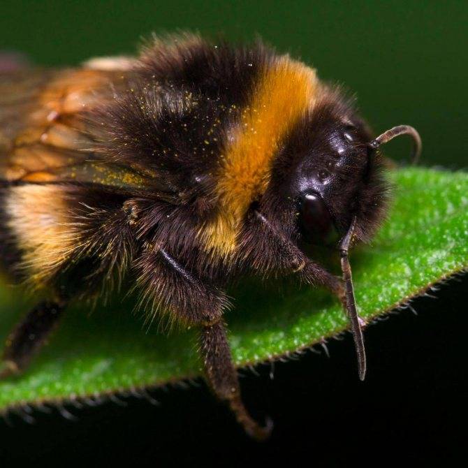 Земляные пчелы: особенности, мед, укусы