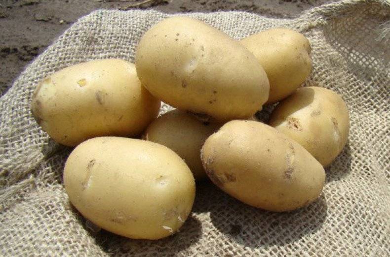 Сорт картофеля ривьера