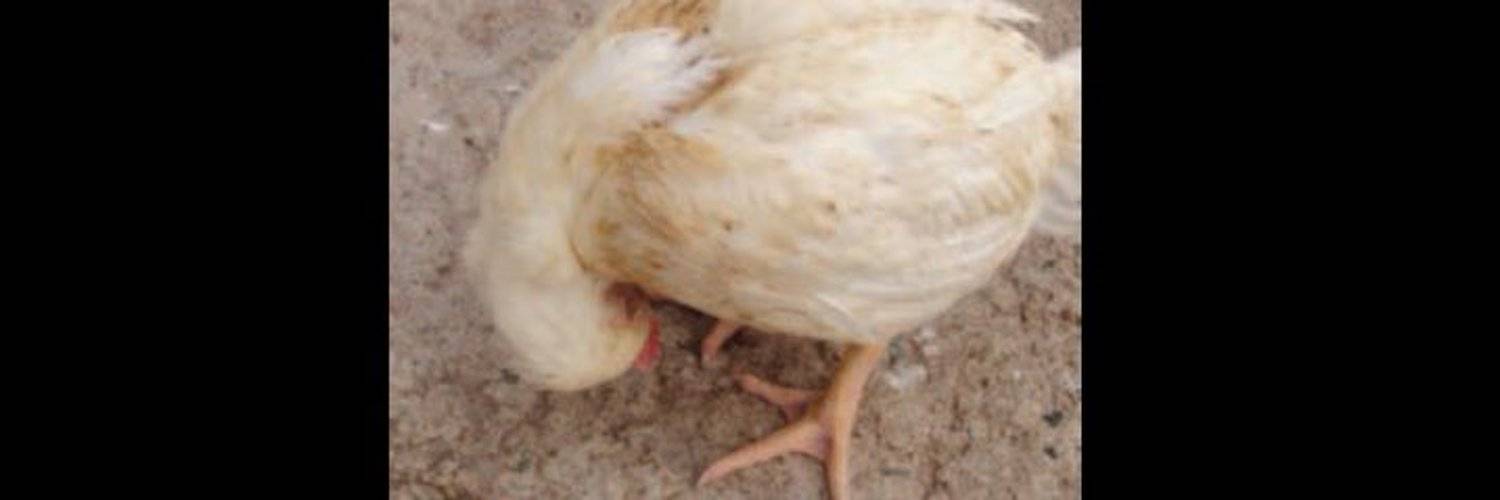 Аскаридоз у птицы - симптомы, схемы лечения и профилактика от nita-farm