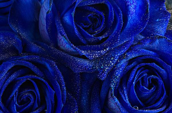 Изумительные синие розы — фото, описание, подробная инструкция, как самостоятельно вырастить или покрасить