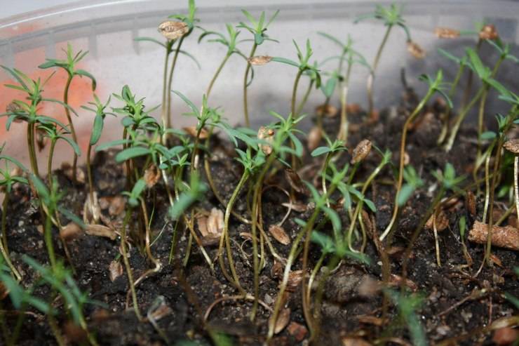 Выращивание туи из семени: правила посадки и ухода в домашних условиях